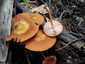 Narancsos csengettyűgomba (Pluteus variabilicolor), Velencei-hegység